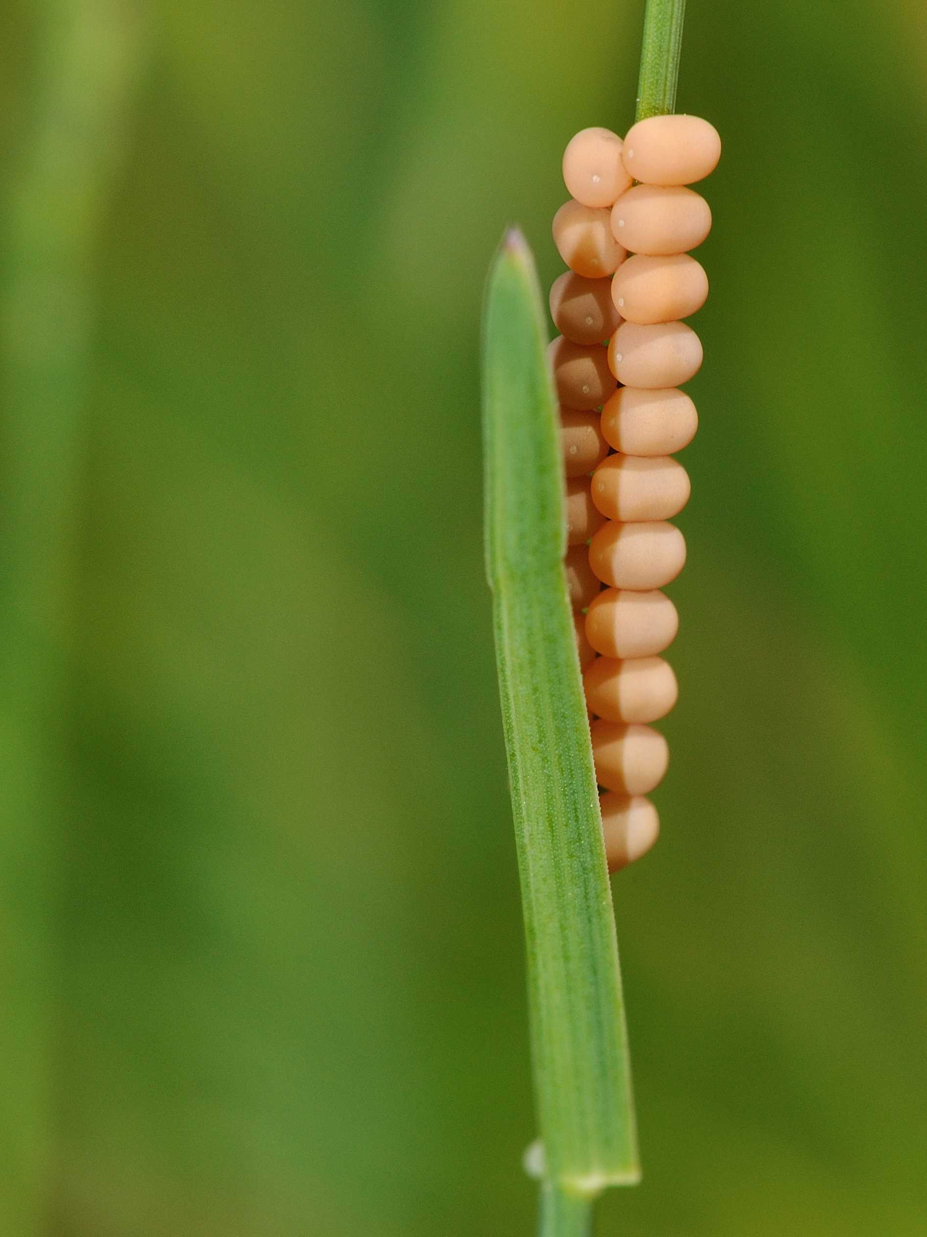 Deposizione Libelloides sp.